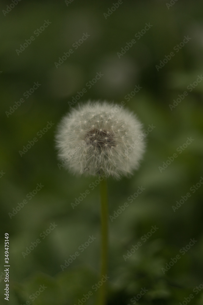 closeup of dandelion ( blowball ) during spring season closeup of dandelion ( blowball ) during spring season