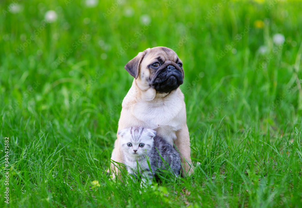 A small gray striped Scottish breed kitten sits in front of a pug puppy on green grass in the summer in the park.