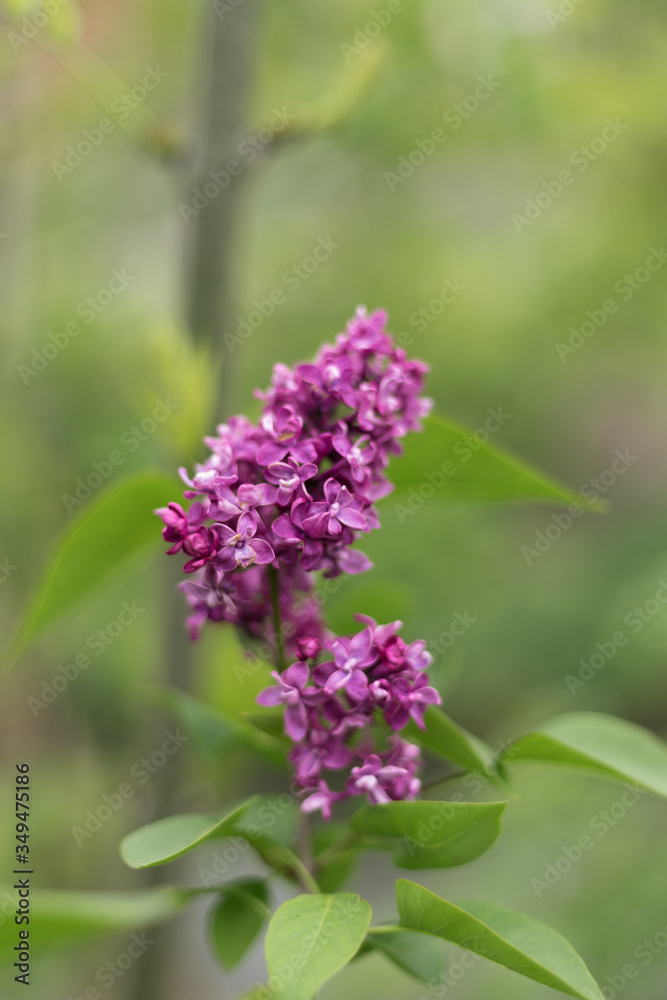 blooming violet lilac flower ( syringa vulgaris ) blooming violet lilac flower ( syringa vulgaris )