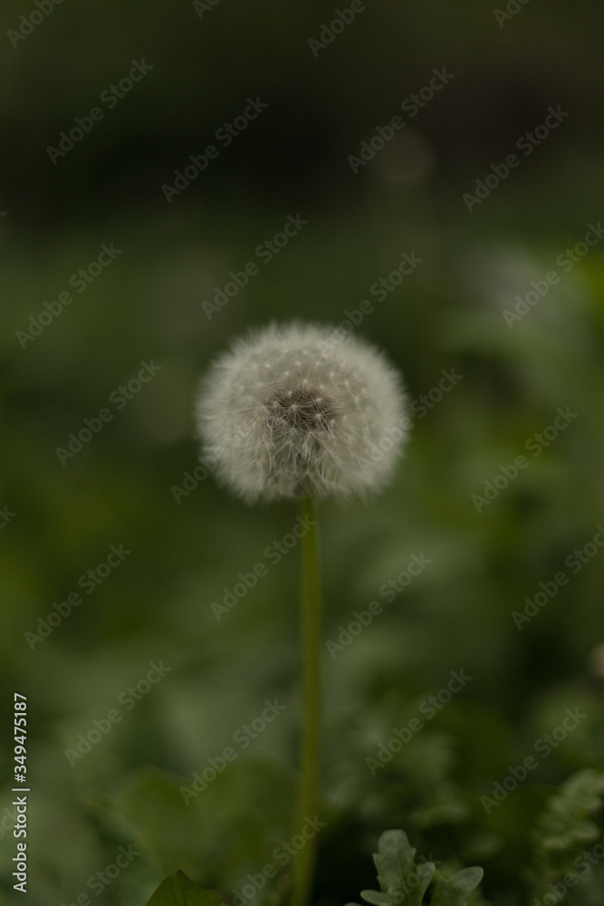 closeup of dandelion ( blowball ) during spring season closeup of dandelion ( blowball ) during spring season