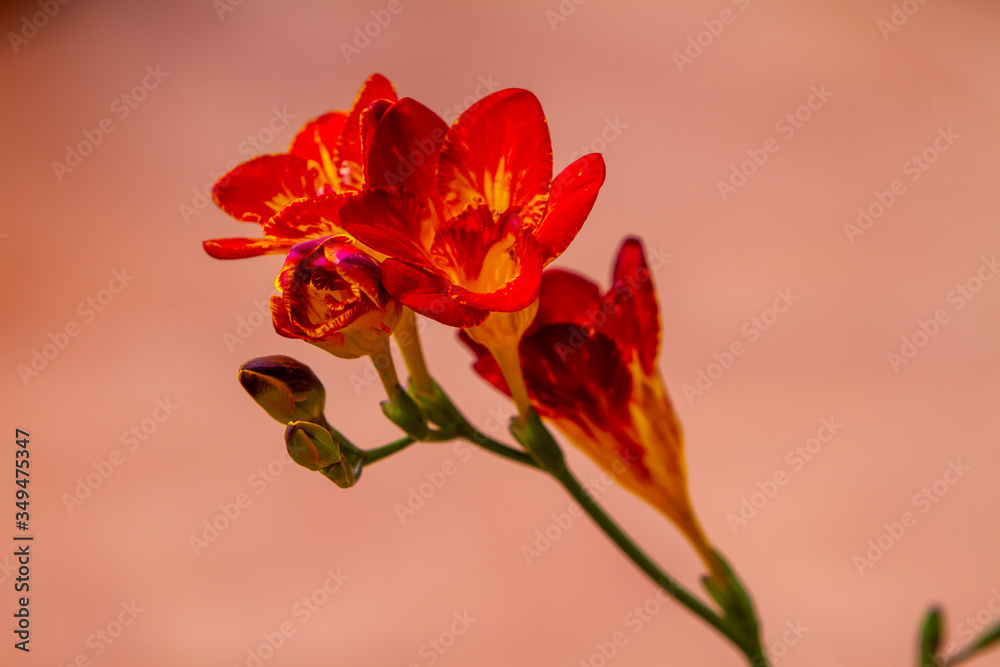 Fototapeta premium Freesia flowering plants in spring natural light