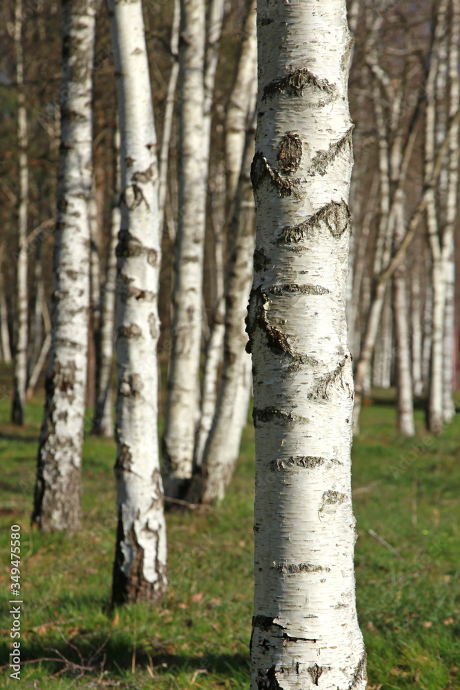 Fototapeta premium Bosquet de Bouleaux