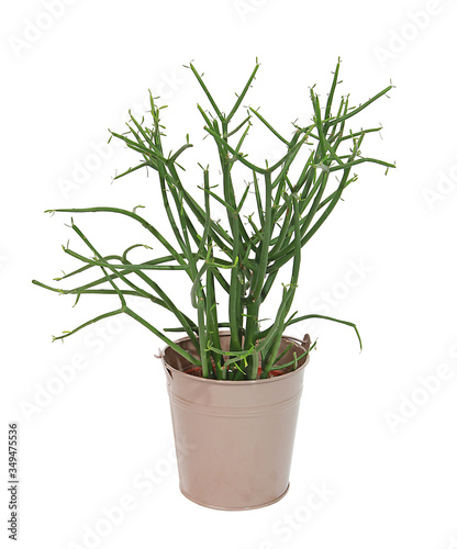 Euphorbia tirucalli en pot