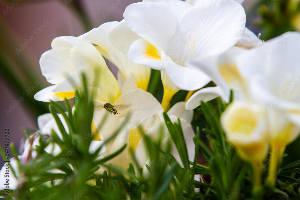 White freesia flowering plants and bee in flight White freesia flowering plants and bee in flight