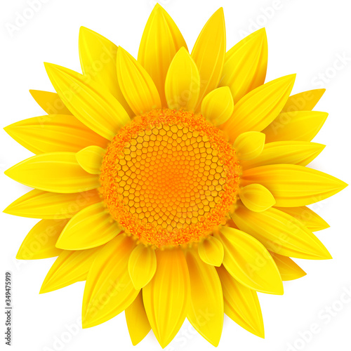 Fototapeta Naklejka Na Ścianę i Meble -  Flower isolated, yellow summer wild flower v