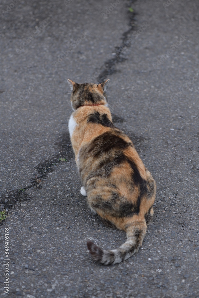 Naklejka premium 猫のうしろ姿