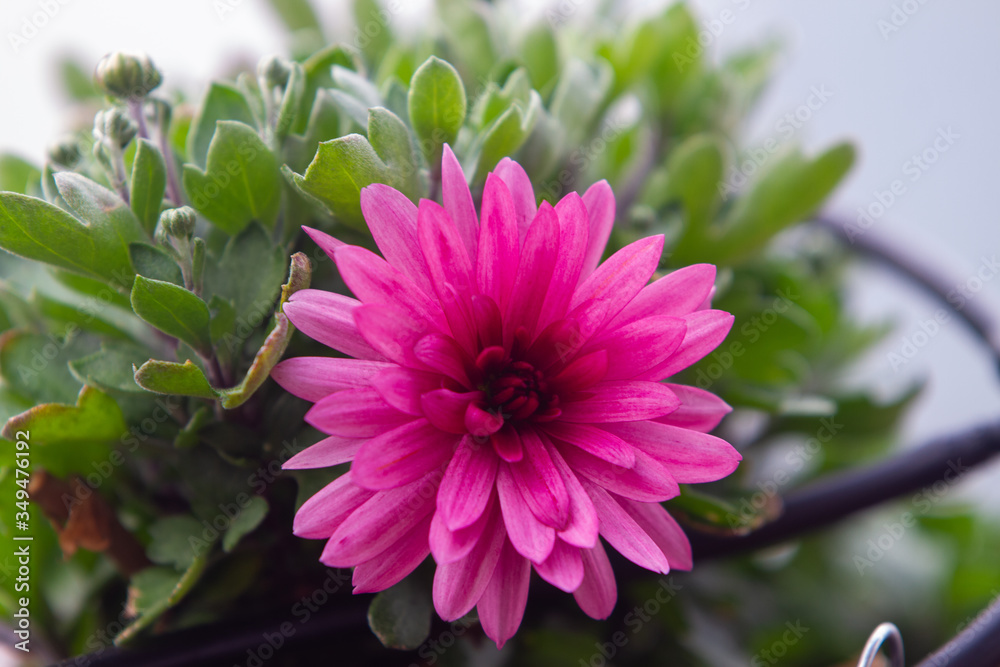 Fototapeta premium Red violet chrysanthemums flowering plants