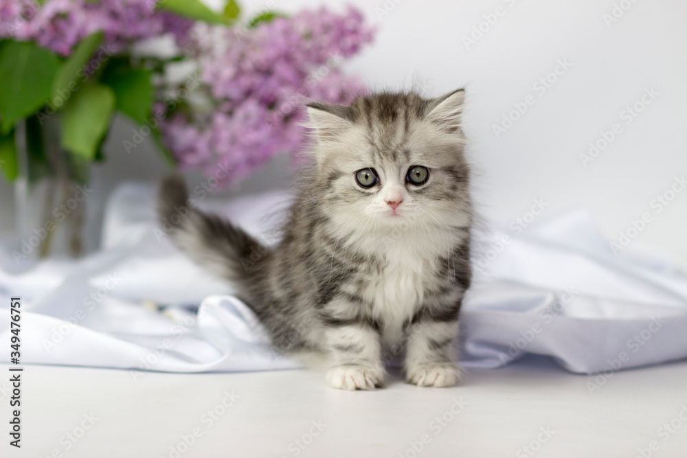 Cute pets. Little kitten breed of scottish highland stright cat on a white background with lilac elements.