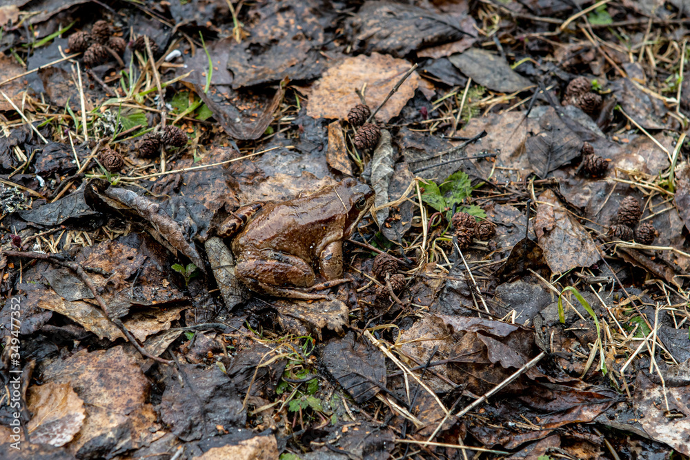 a small brown frog sitting on a carpet from the fallen leaves a small brown frog sitting on a carpet from the fallen leaves