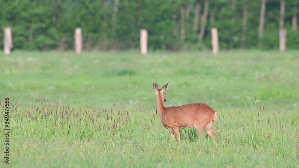 Roe deer female grazing on the meadow and look, spring, (capreolus capreolus), germany Roe deer female grazing on the meadow and look, spring, (capreolus capreolus), germany