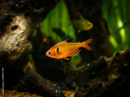 tetra serpae (Hyphessobrycon eques) in a fish tank with blurred background photo