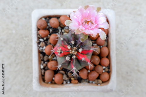 Top view of pink flower cactus in the pot.