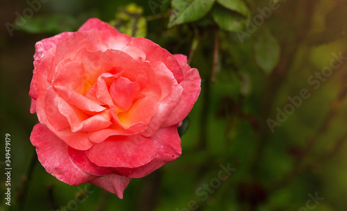 Pink Rose flower on natural garden green blurred background, copy space for text