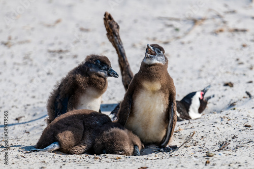 South Africa Penguin © John