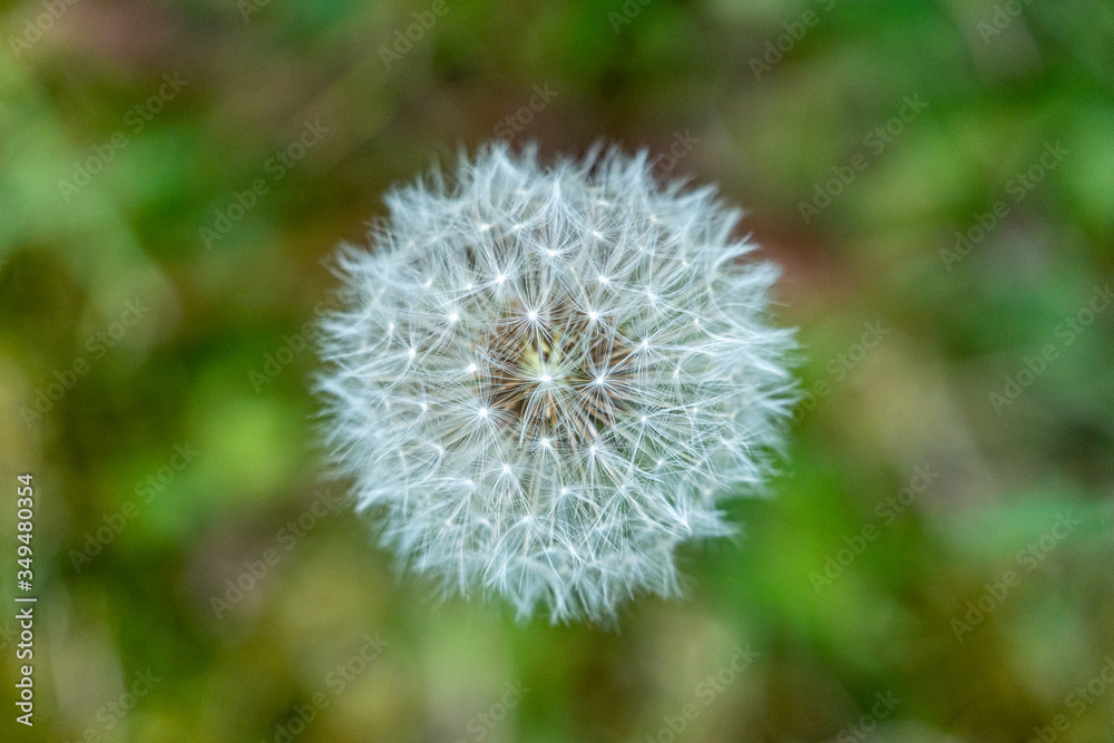 A dandelion in a meadow