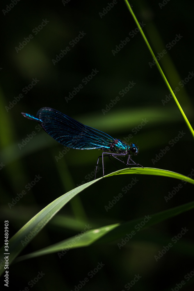 blue dragonfly on a green leaf blue dragonfly on a green leaf