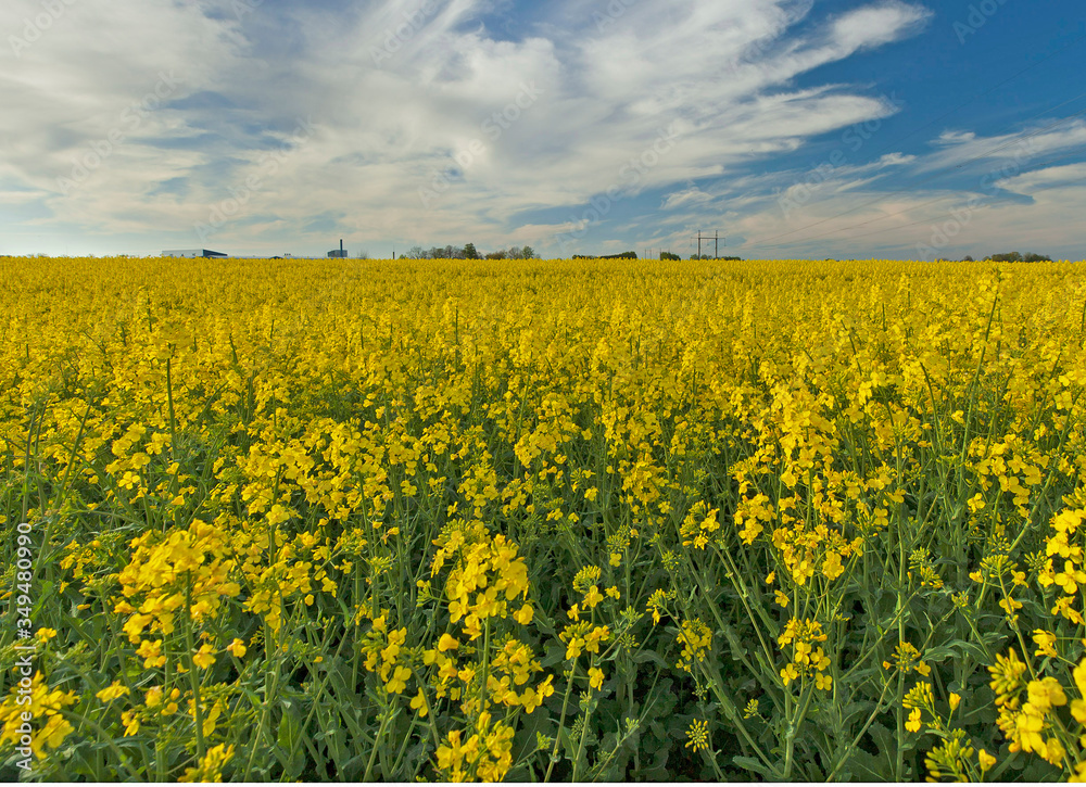 Obraz premium Rapeseed field.