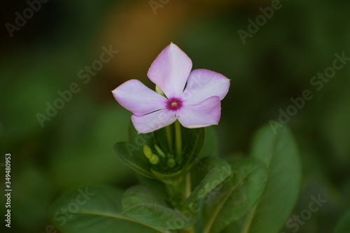Pink vinca (catharanthus roseus) OR Periwinkle roseus flowers.Family Apocynaceae and is native to Europe, Northwest Africa and Southwest Asia