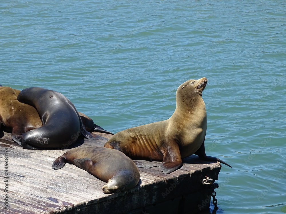 Fototapeta premium sea lion @ pier 39 San Francisco 