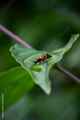 orange bug on a green leaf © Денис Чуб