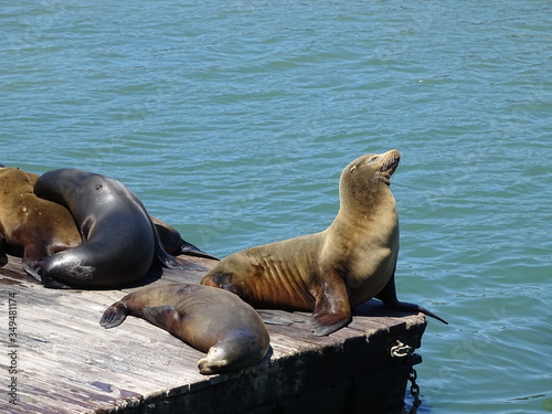 sea lion @ pier 39 San Francisco 