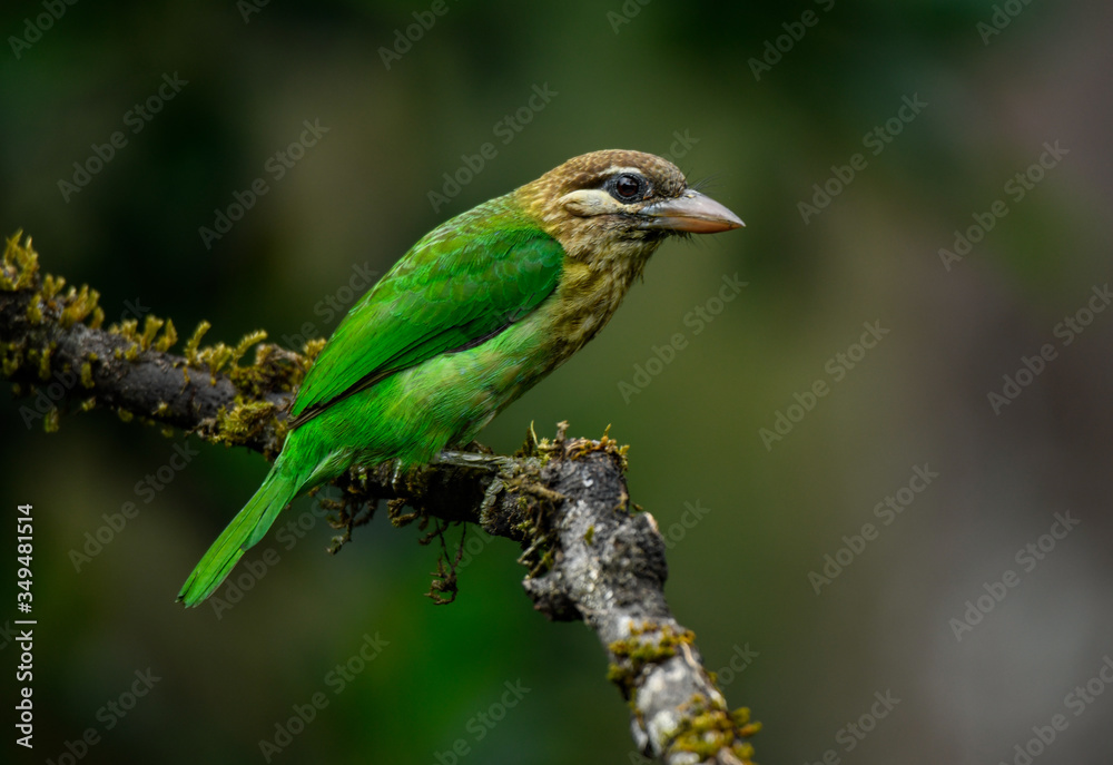 Obraz premium beautiful birds of indian sub continent
