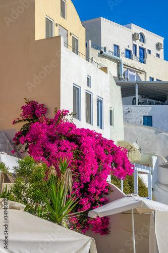 Fototapeta Naklejka Na Ścianę i Meble -  Santorini Caldera Houses and Large Flower Bush