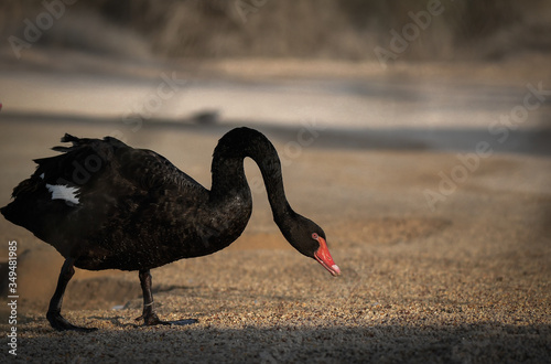 beautiful birds of indian sub continent photo