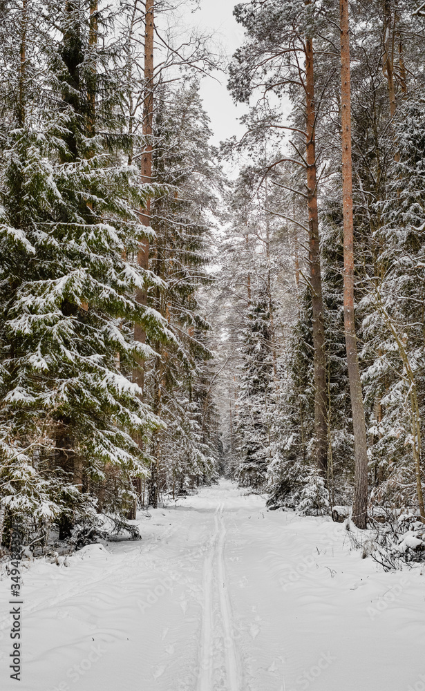 Fototapeta premium winter