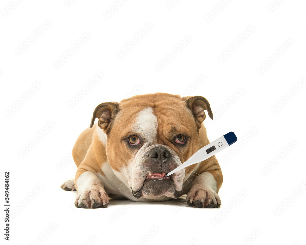 Cute english bulldog lying down being sick looking at the camera with a thermometer in its mouth isolated on a white background
