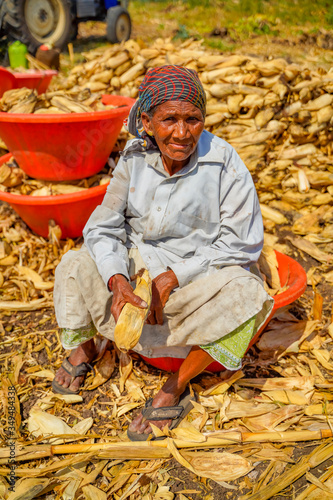 indian old woman harvesting corn at agriculture field photo