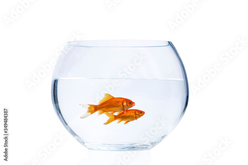 Two goldfish swimming in a fishbowl isolated on a white background