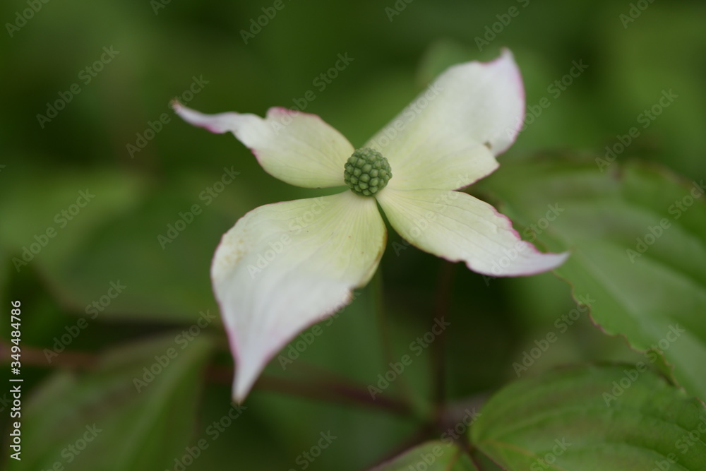 Obraz premium やまぼうし