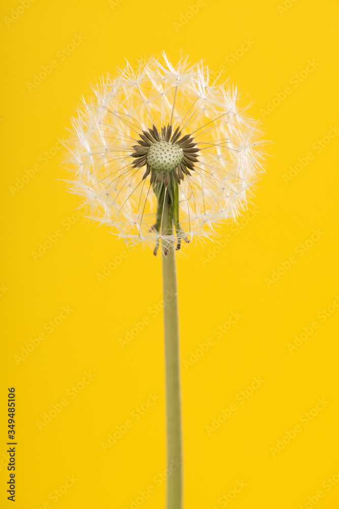 Blowball dandelion on an yellow background in a vertical image