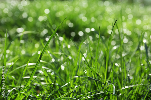 Lush green grass outdoors on sunny day, closeup