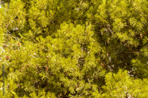 Leafy Very Green Pine Tree Packed With Pineapples. July 23, 2019. Hita Guadalajara Castilla La Mancha. Spain. Travel Tourism Holidays