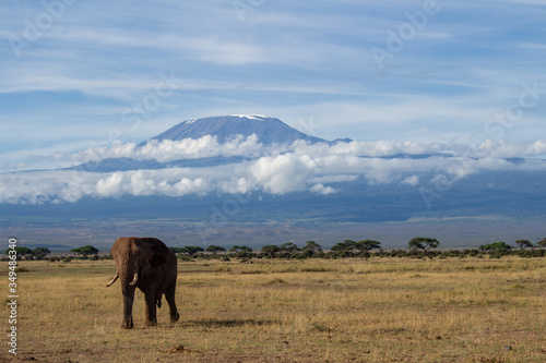 Kilimanjaro Killimandscharo Elefant Kenya Amboseli  © carolindr18