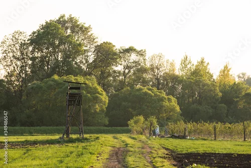 Fototapeta Ambona myśliwska w lesie, polu 