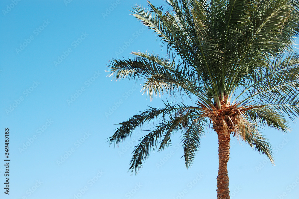 palmtree egypt palmtree egypt
