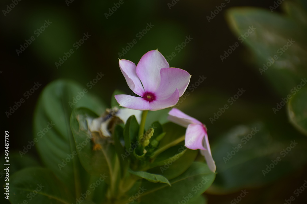 Pink vinca (catharanthus roseus) OR Periwinkle roseus flowers.Family Apocynaceae and is native to Europe, Northwest Africa and Southwest Asia Pink vinca (catharanthus roseus) OR Periwinkle roseus flowers.Family Apocynaceae and is native to Europe, Northwest Africa and Southwest Asia