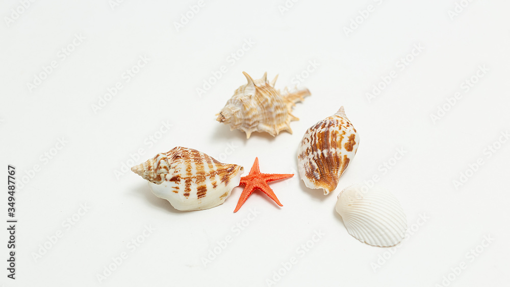 colorful sea shells randomly scattered in heap on white background. seashells, red starfish isolated flatlay with copyspace. top view on collection of mollusc shells. summer vacation at seashore colorful sea shells randomly scattered in heap on white background. seashells, red starfish isolated flatlay with copyspace. top view on collection of mollusc shells. summer vacation at seashore