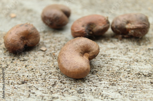 cashew nut with outer shell or skin.