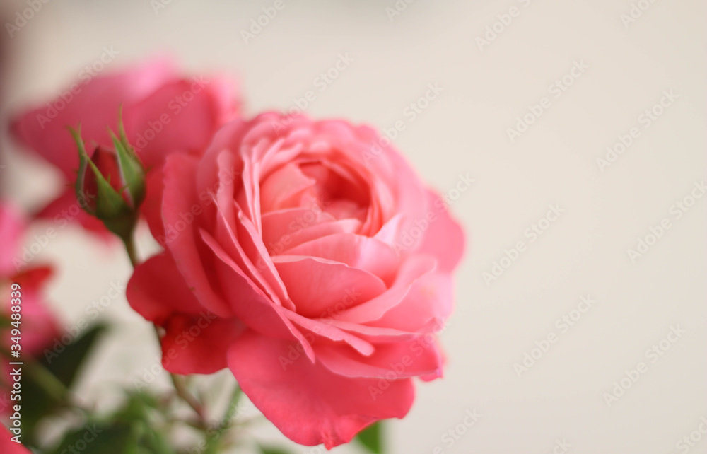 Pink Rose Flowers Blossom Beautiful. Roses blossom in various colors like pink. Rose Gardening for rose plants and secrets to success for roses gardening. Perfect for Mother's Day, Valentine's Day. Pink Rose Flowers Blossom Beautiful. Roses blossom in various colors like pink. Rose Gardening for rose plants and secrets to success for roses gardening. Perfect for Mother's Day, Valentine's Day.