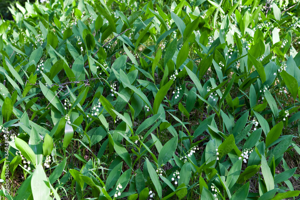 Obraz premium Lilies of the valley in their natural habitat