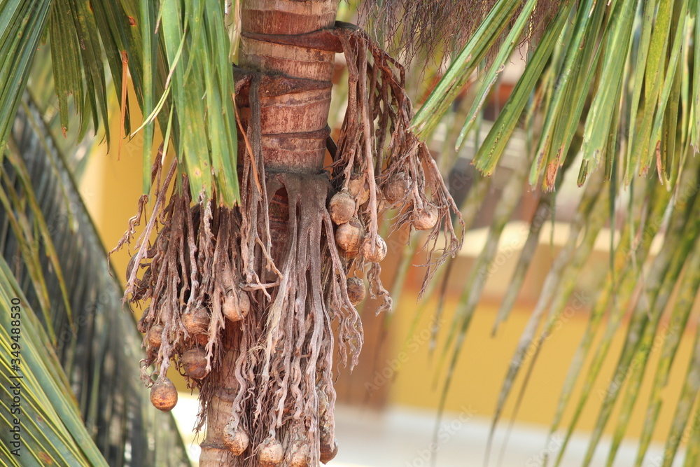 The areca nut is the seed of the areca palm. The areca nut is the seed of the areca palm.