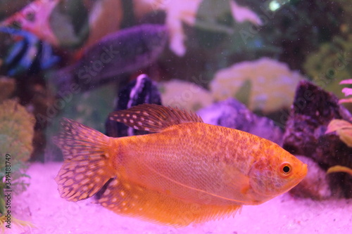deep orange golden gourami fish.