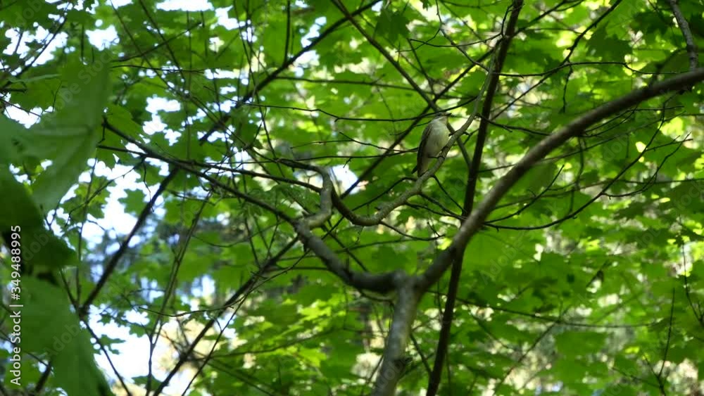 Ficedula hypoleuca sits on a branch against a background of foliage..