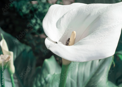 Obraz na plátně Calla lily close up on  with bee inside in the garden