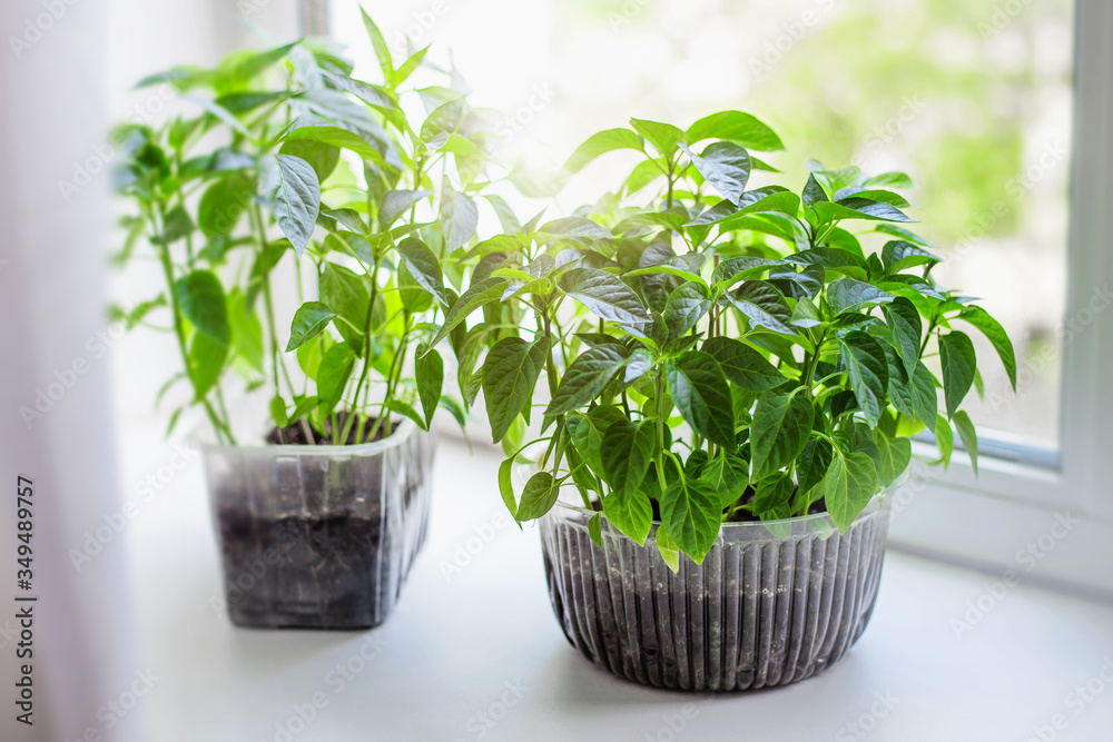 Seedlings of tomato and pepper farm vegetables in a pots are standing on the windowsill on a white background, quarantine, home gardening. Growing vegetables on the windowsill, sunshine Seedlings of tomato and pepper farm vegetables in a pots are standing on the windowsill on a white background, quarantine, home gardening. Growing vegetables on the windowsill, sunshine