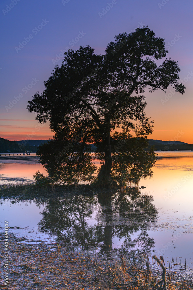 Sunrise and Tree in the Bay